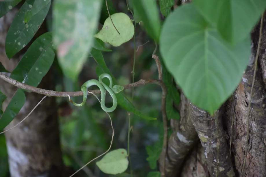 Tabinas, Sabahas, Borneo