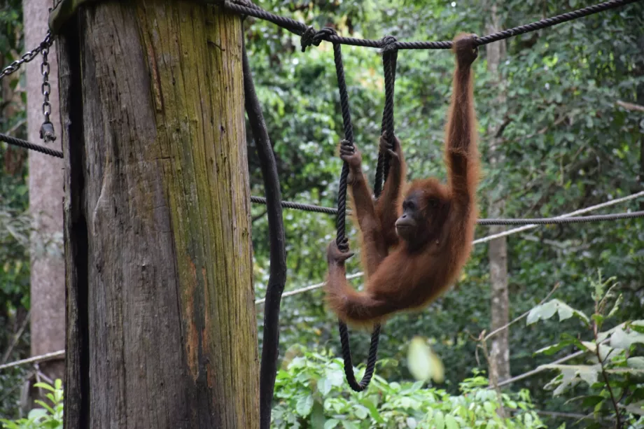 Organgtano reabilitacijos centras Sepiloku, Sabas, Borneo