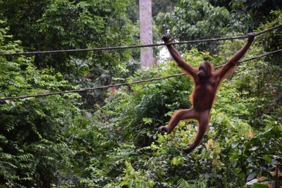 Sabahas, Borneo