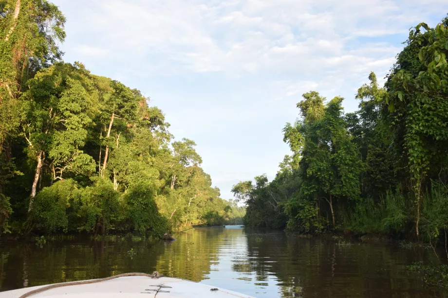 Safaris Kinabatangano upe, Sabahas, Borneo
