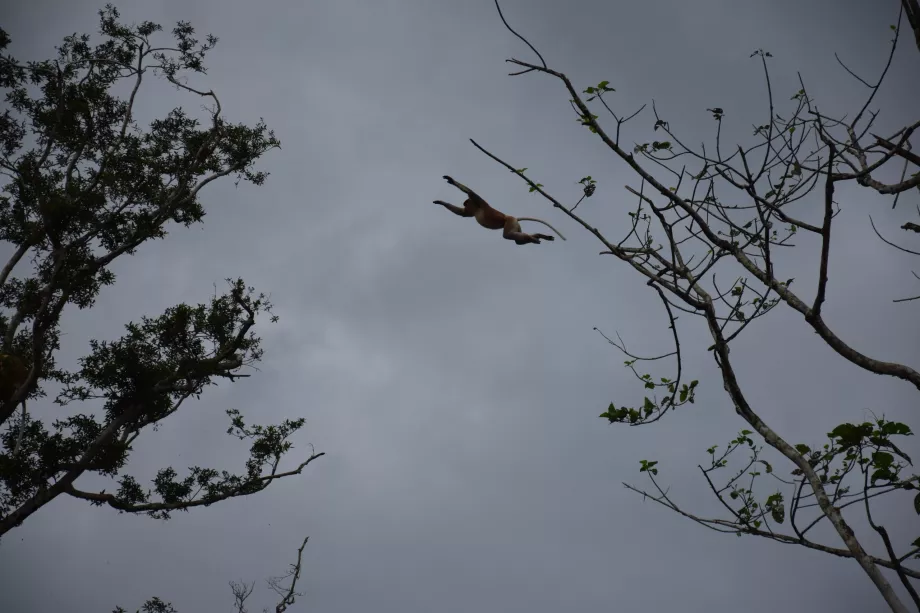 Kinabatangano upė, Sabahas, Borneo