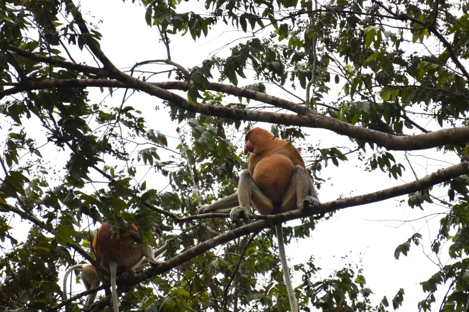 Kliaso pelkės, Sabahas, Borneo