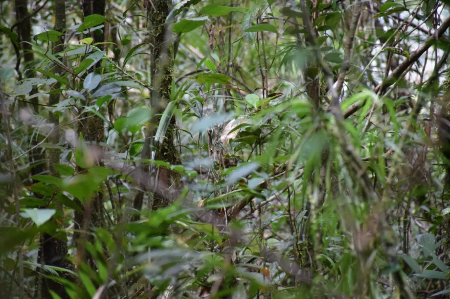Maliau upės baseinas, Sabahas, Borneo
