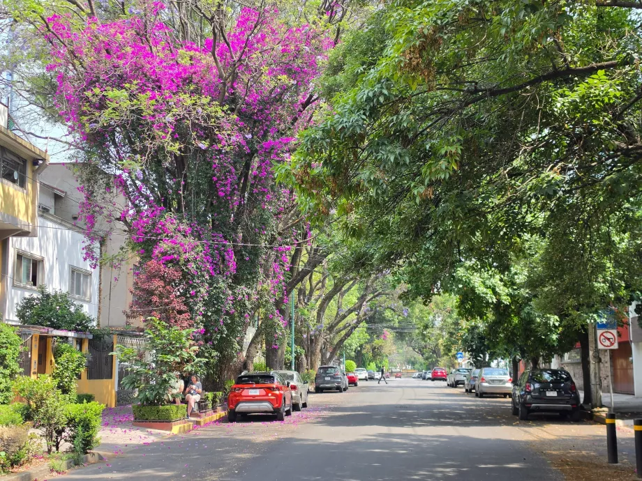 Coyoacán rajonas