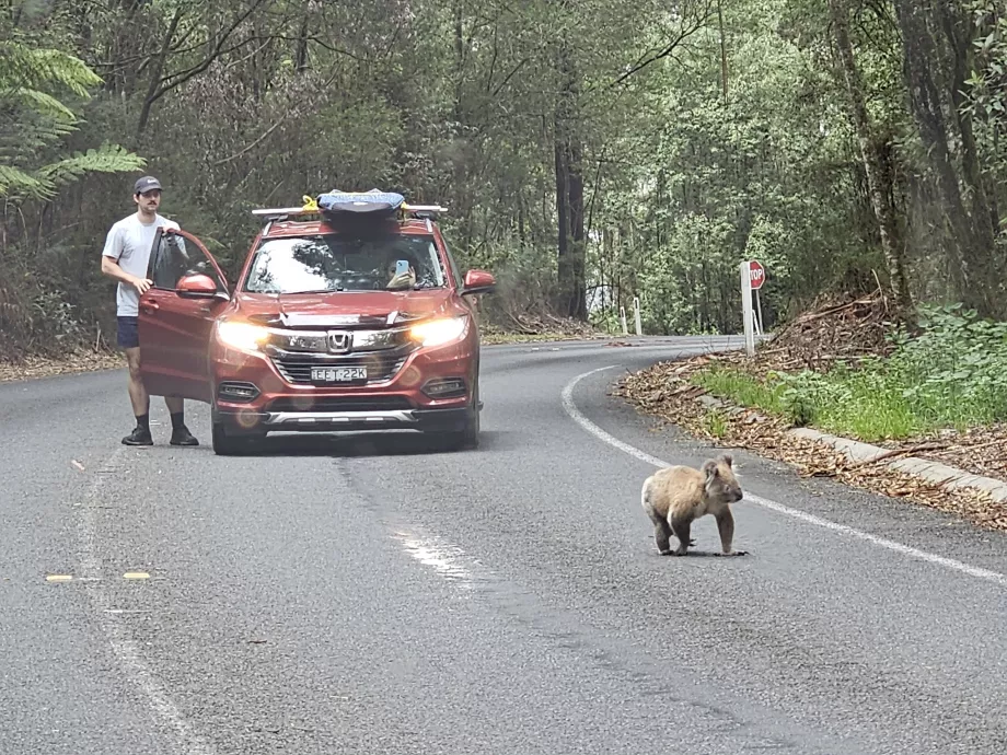 Meškiukas koala kelyje