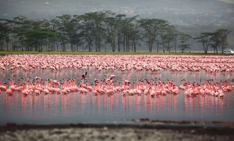 Flamingai Nakuru mieste