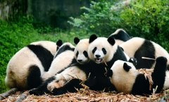 Čengdu Tianfu