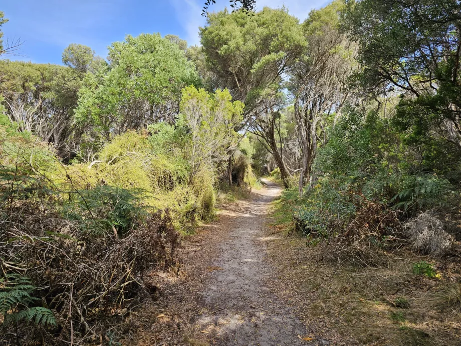 Kalcifikuotas miškas