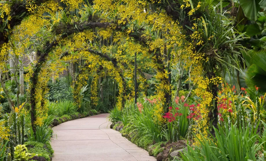 Singapūro botanikos sodas