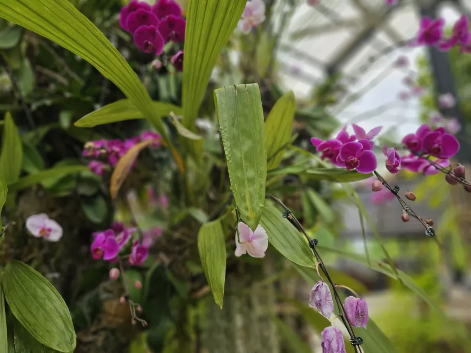 Orchidėjų sodas