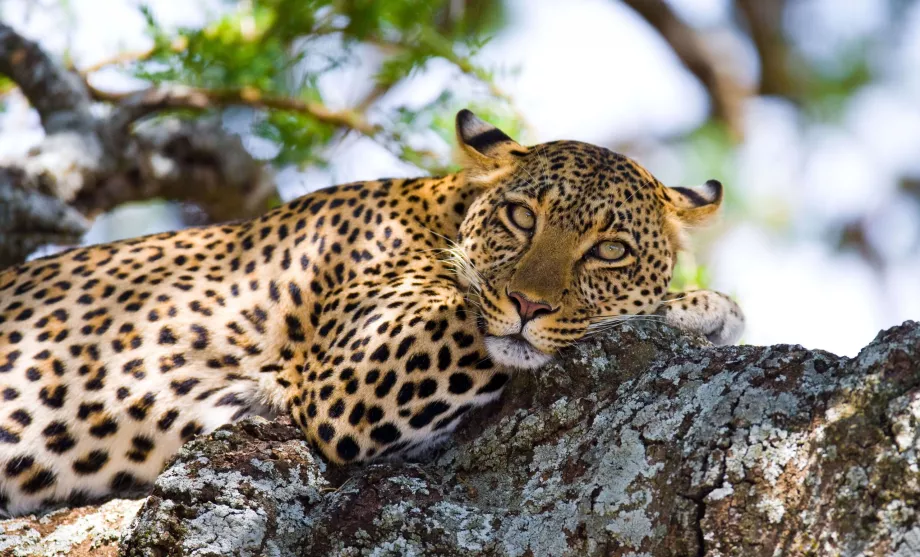 Tanzanija