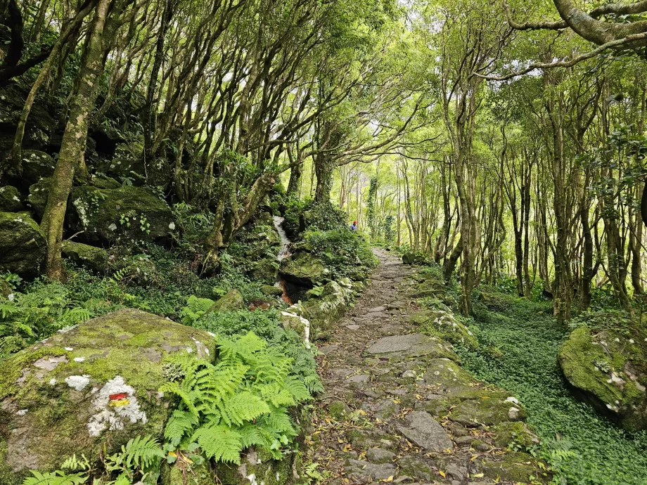 Kelias į Ribeira do Ferreiro krioklius