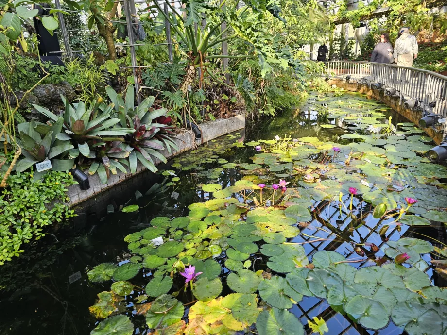 Kioto botanikos sodai