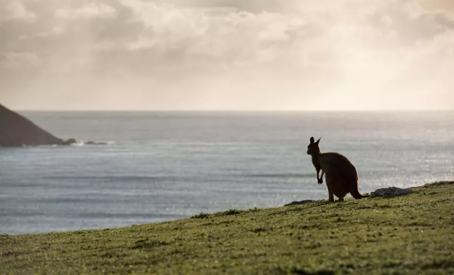 Kengūra Australijoje