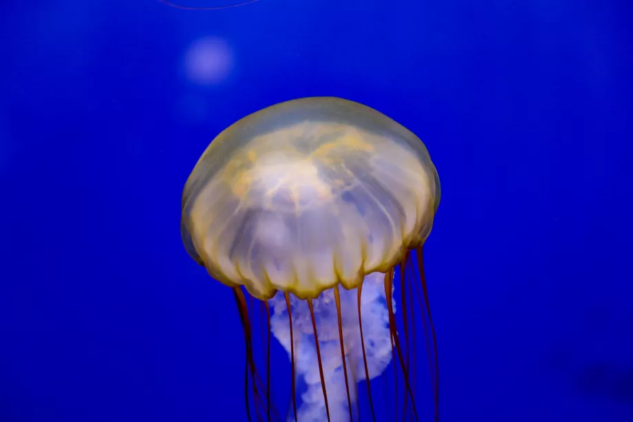 Shedd akvariumas