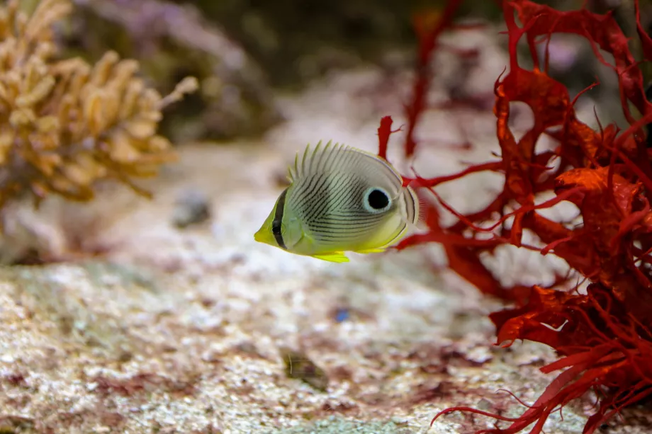 Shedd akvariumas