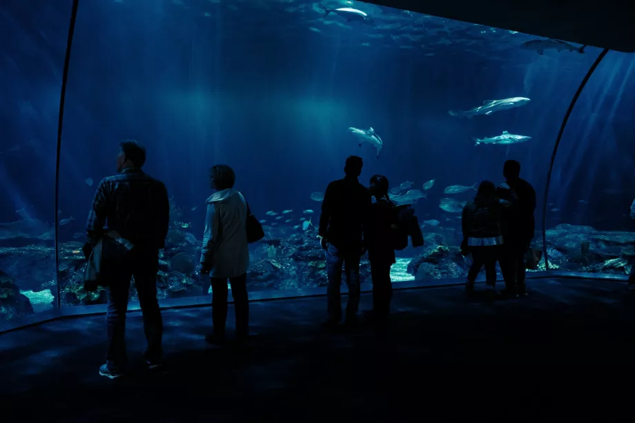 Shedd akvariumas