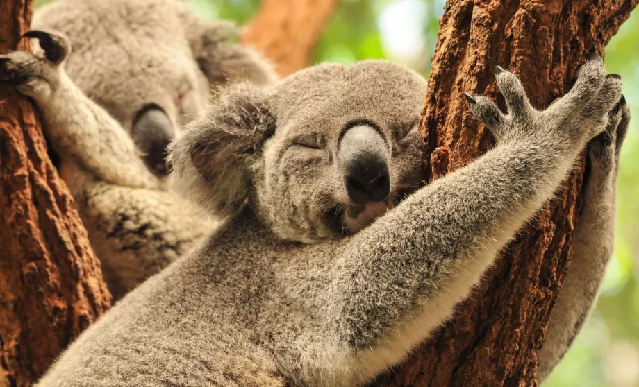 Vieniša pušis Koala