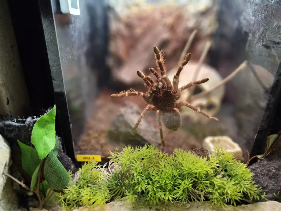 Akvariumas