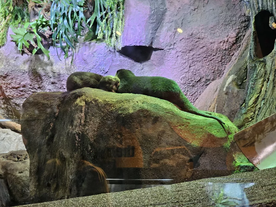 Akvariumas