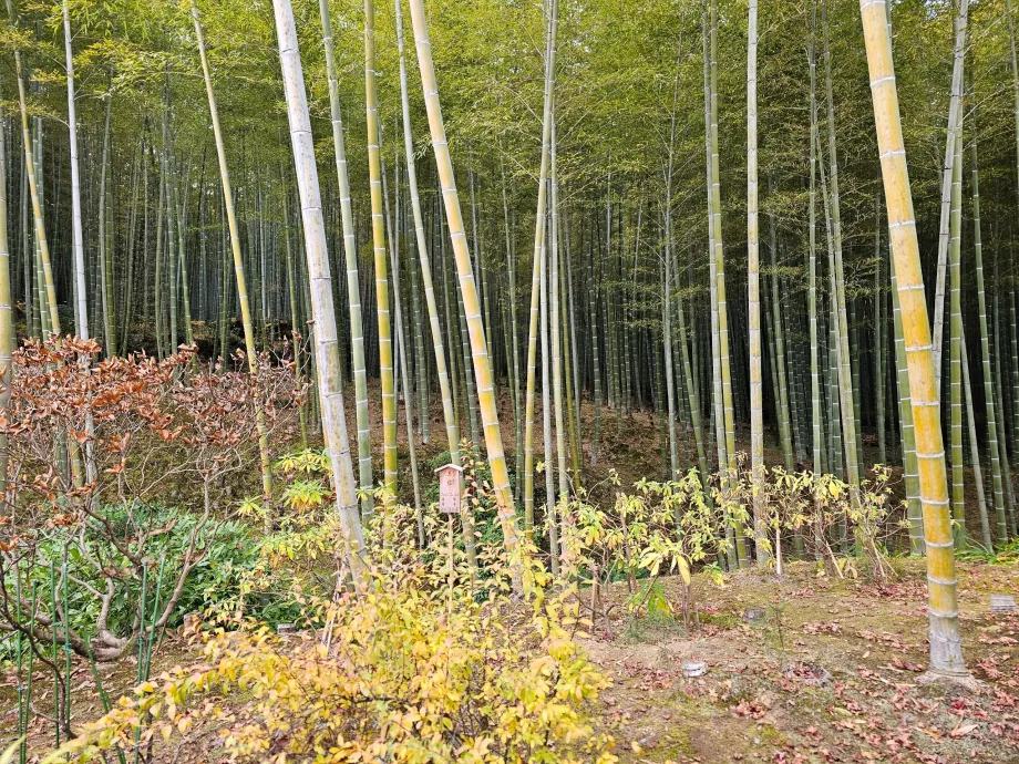 Arashiyama bambuko miškas