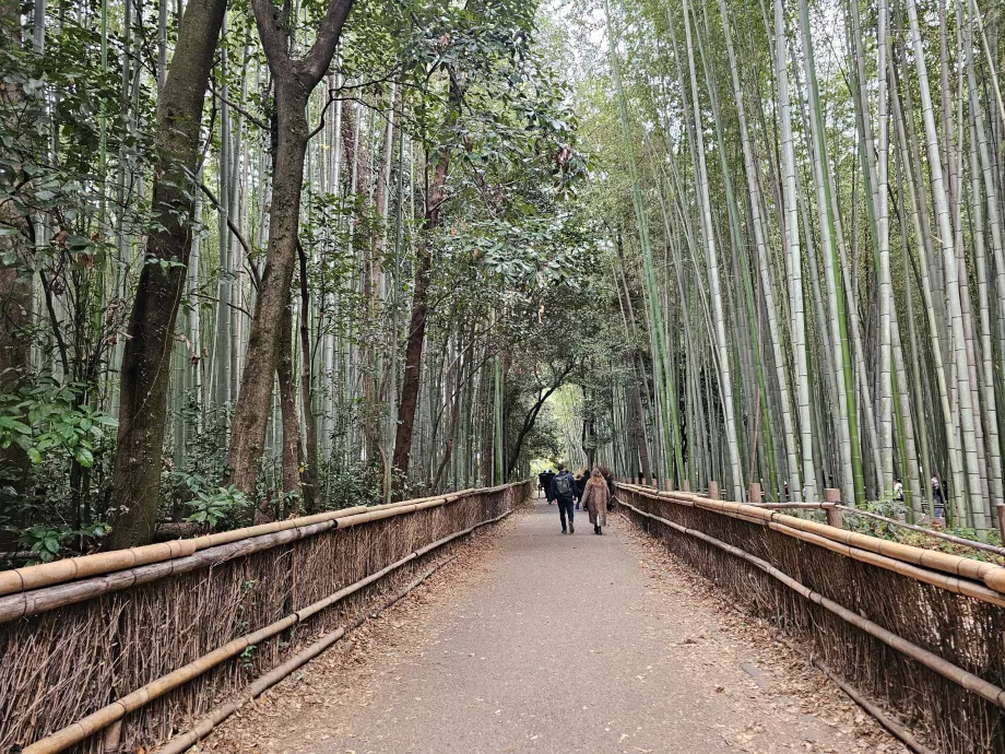 Arashiyama bambuko miškas