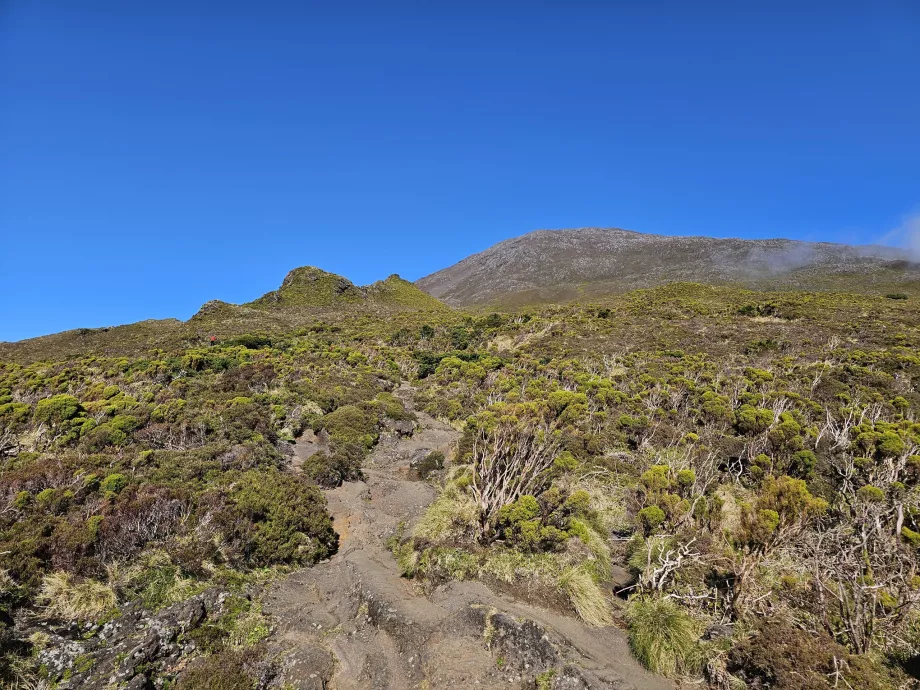 Kelias aukštyn, Pico