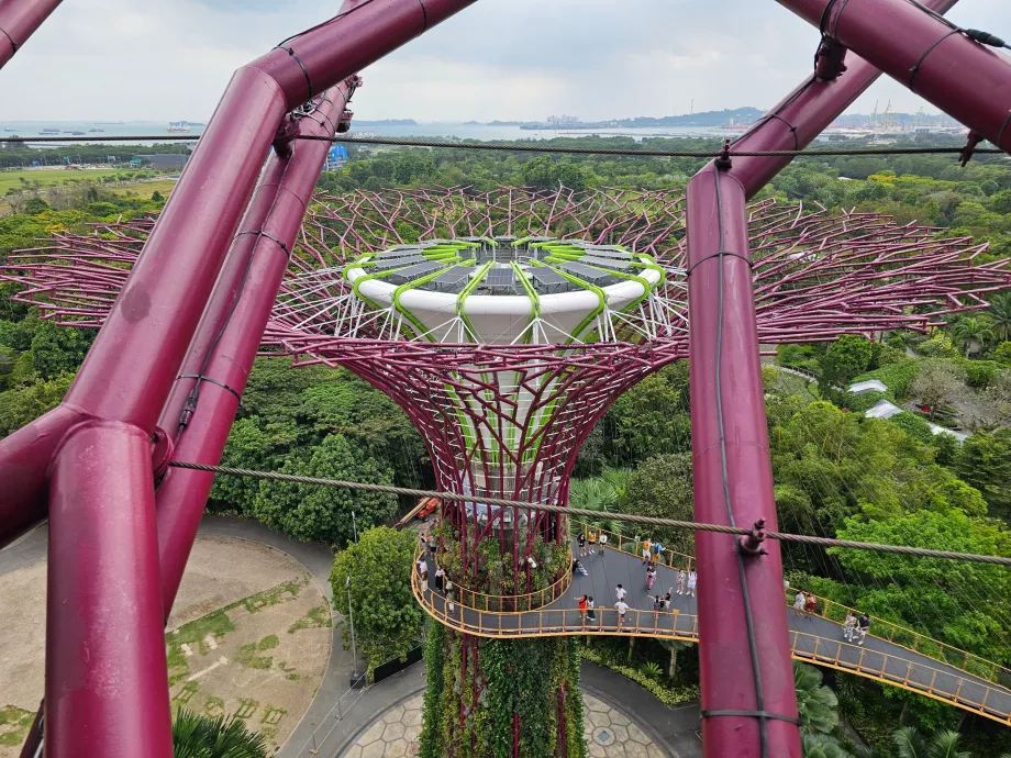 Supertree observatorija