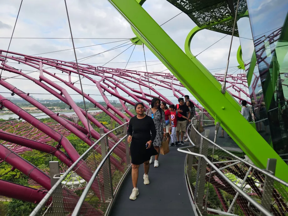 Supertree observatorija