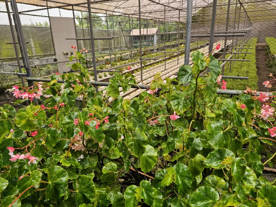 "Plantation Vanille