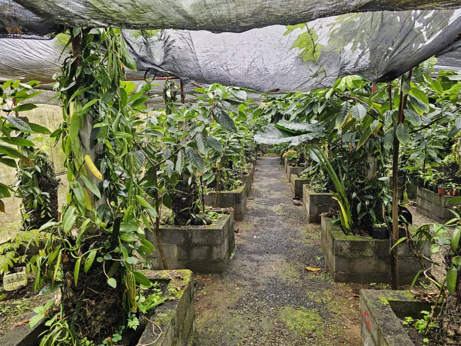 "Plantation Vanille