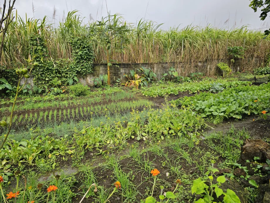 "Plantation Vanille
