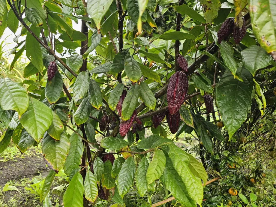 "Plantation Vanille
