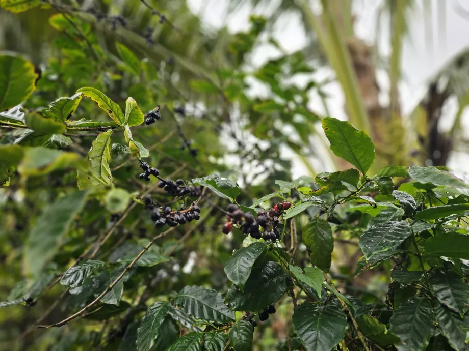 Kava su "Plantation Vanille