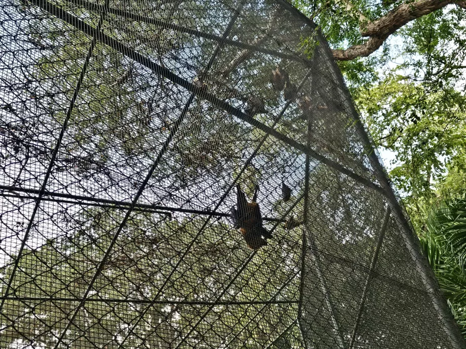 Šikšnosparniai Casela zoologijos sode