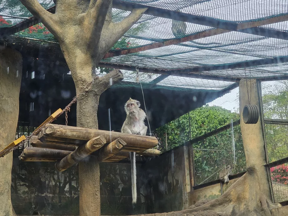 Beždžionės Casela zoologijos sode