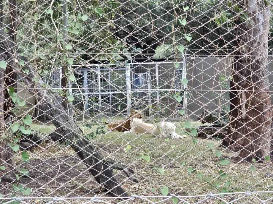 Liūtai Casela zoologijos sode