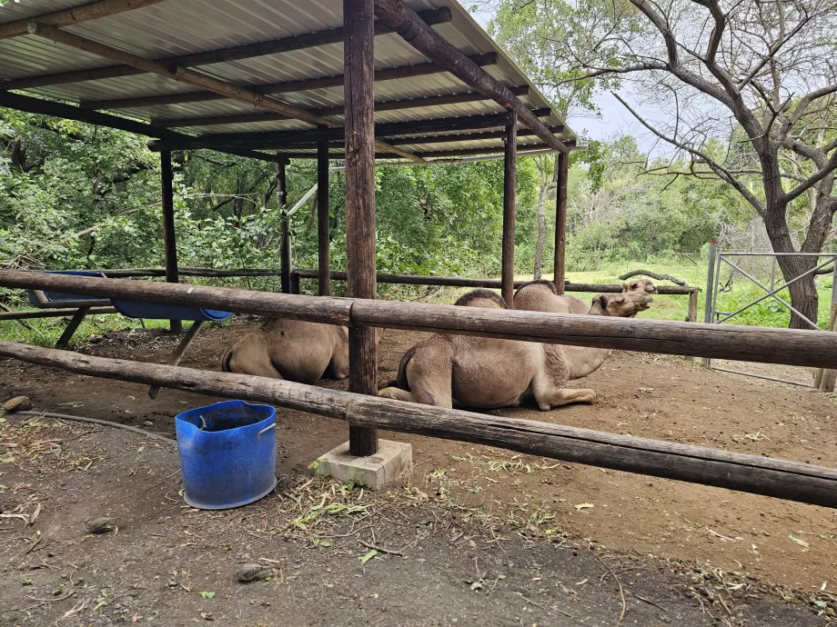 Kupranugariai Casela zoologijos sode