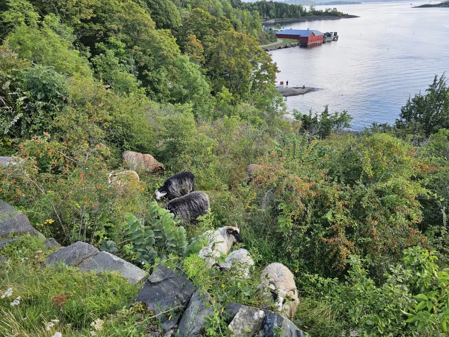 Hovedojos salos gyvūnai