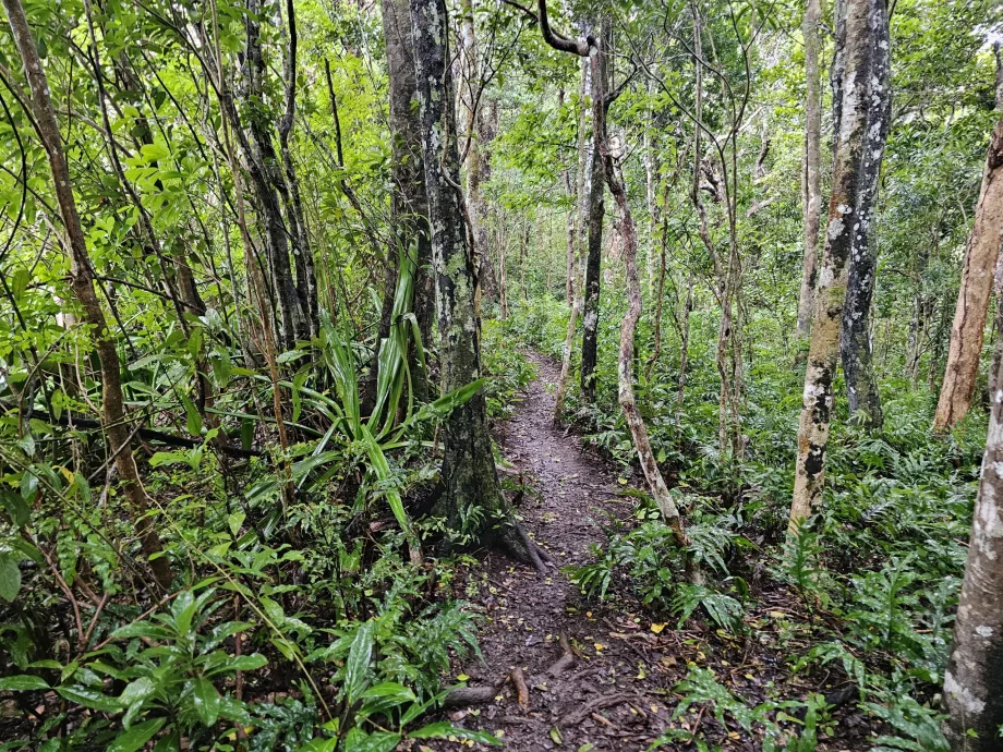 Ebony Forest