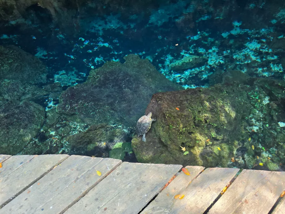 Vėžliai Gran Cenote
