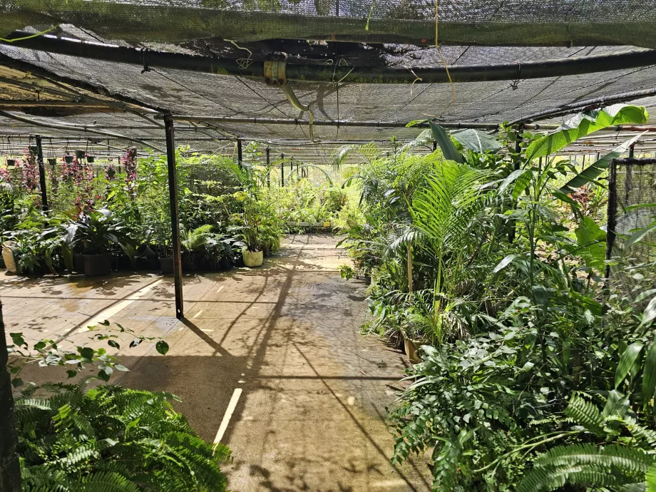 Saint Aubin, vanilės plantacija