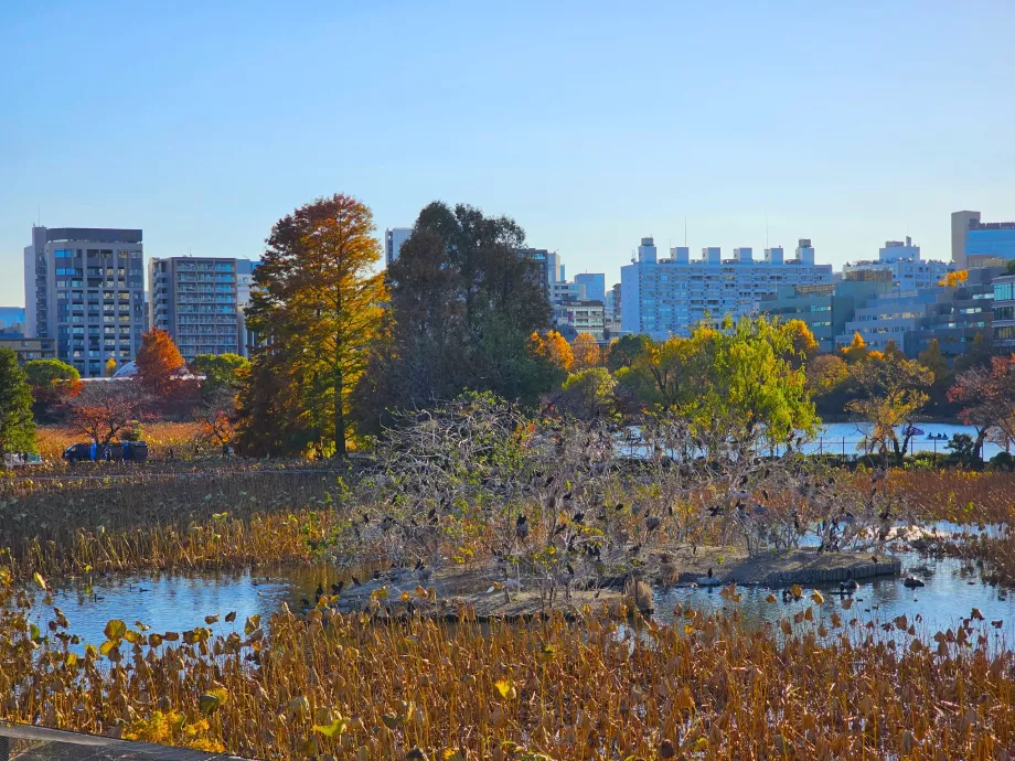 Ueno parkas, Šinobazu tvenkinys