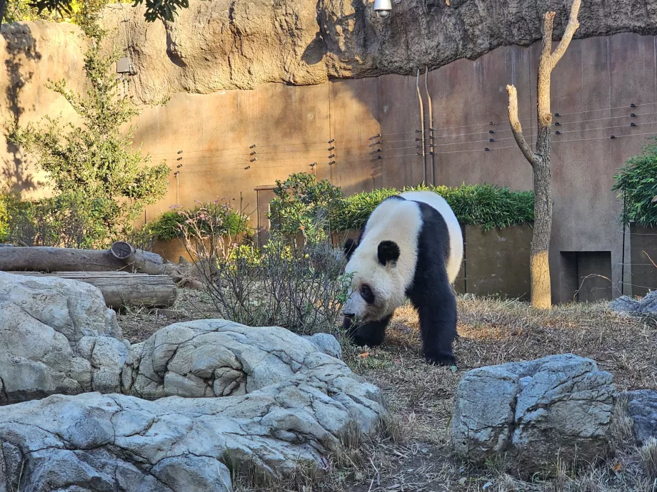 Panda Ueno zoologijos sode