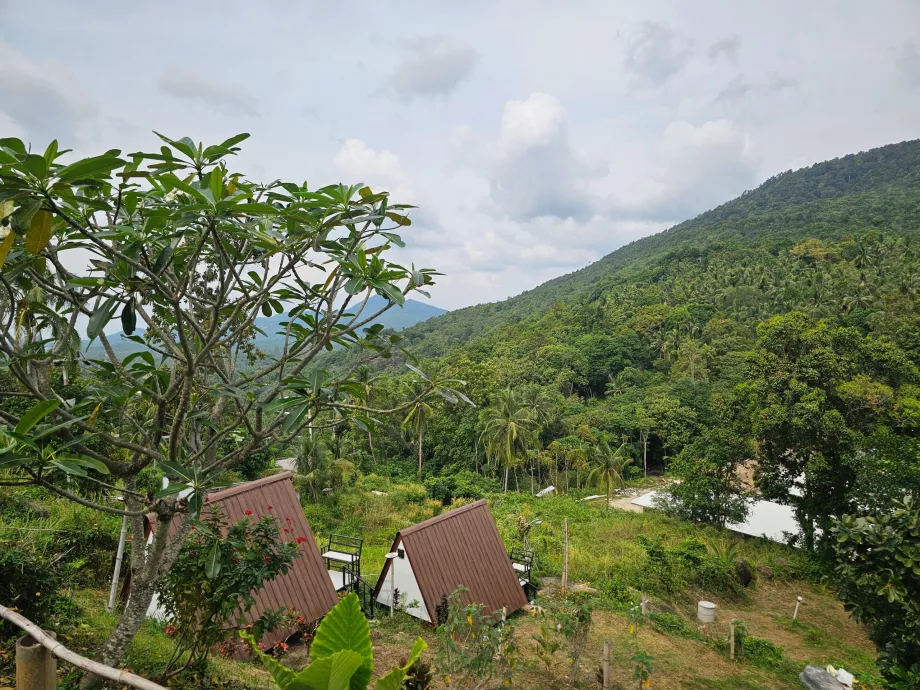 Džiunglės Koh Phangano viduryje