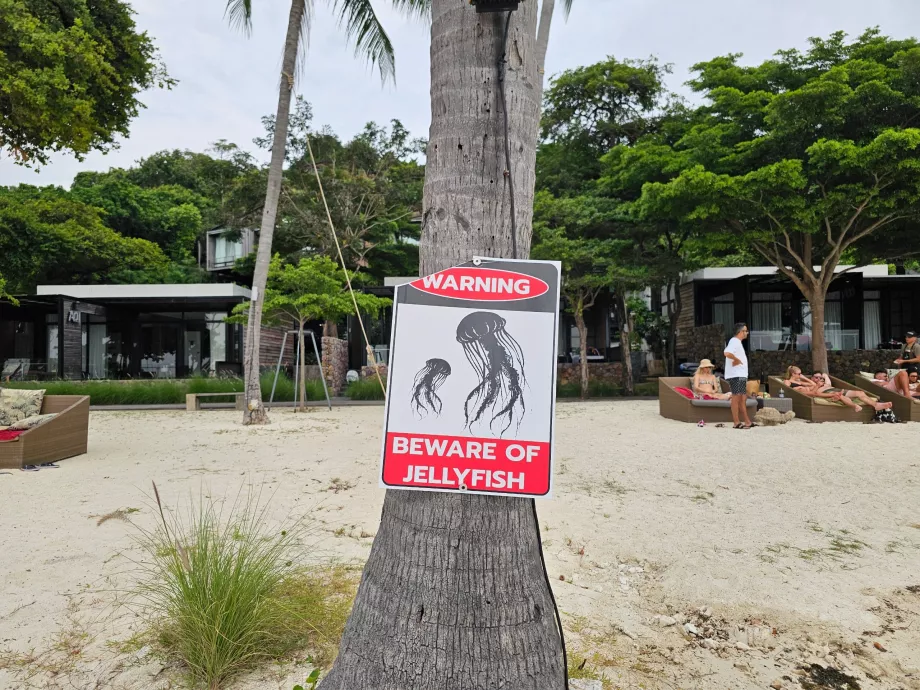 Rin Nai paplūdimys, įspėjimas apie medūzas