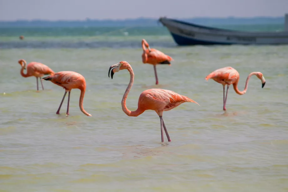 Flamingai Holbokse