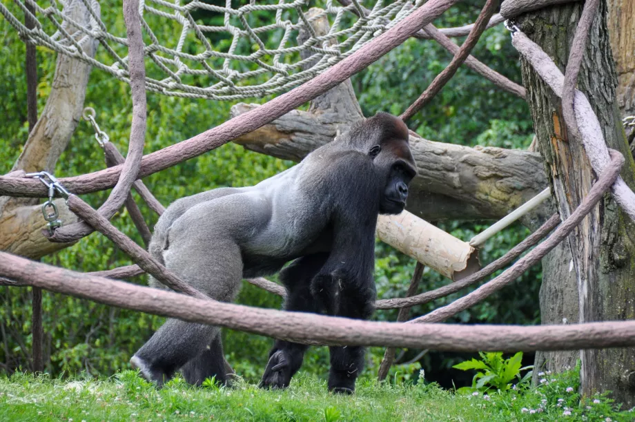 Linkolno zoologijos sodas