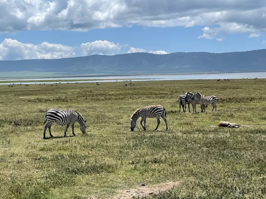Zebrai
