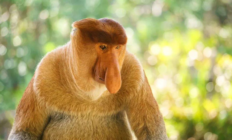 Sandakanas